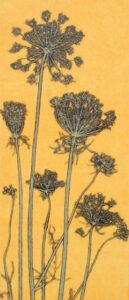Queen Anne's Lace print by Robin Moorcroft